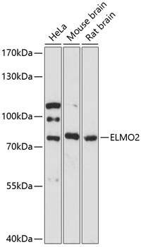 ELMO2 Rabbit Polyclonal Antibody