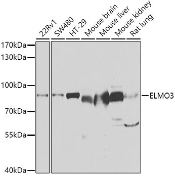 ELMO3 Rabbit Polyclonal Antibody