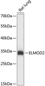 ELMOD2 Rabbit Polyclonal Antibody