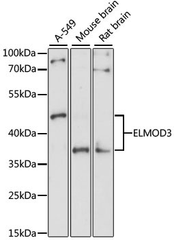 ELMOD3 Rabbit Polyclonal Antibody
