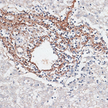 ELN Rabbit Polyclonal Antibody