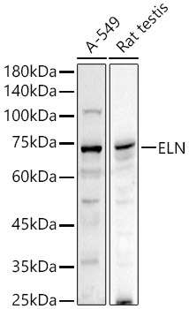 ELN Rabbit Polyclonal Antibody