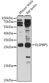 ELSPBP1 Rabbit Polyclonal Antibody