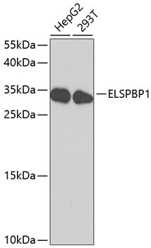 ELSPBP1 Rabbit Polyclonal Antibody