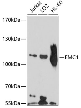 EMC1 Rabbit Polyclonal Antibody
