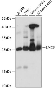 EMC8 Rabbit Polyclonal Antibody