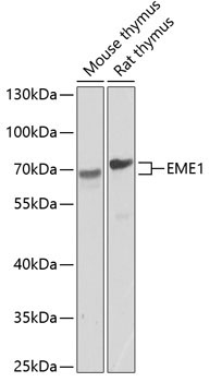 EME1 Rabbit Polyclonal Antibody