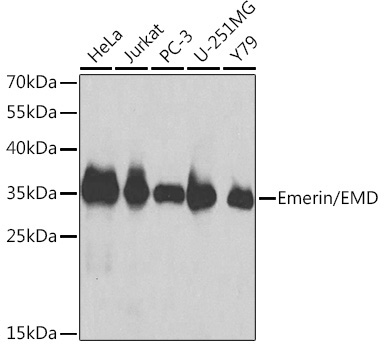 Emerin/EMD Rabbit Polyclonal Antibody