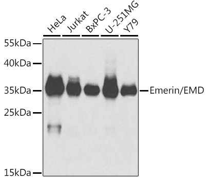 Emerin/EMD Rabbit Polyclonal Antibody