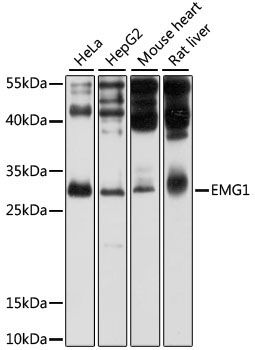EMG1 Rabbit Polyclonal Antibody