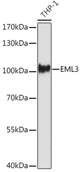 EML3 Rabbit Polyclonal Antibody