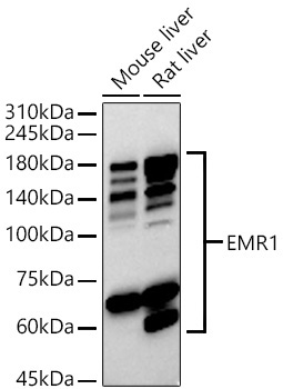 EMR1 Rabbit Polyclonal Antibody