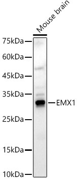 EMX1 Rabbit Polyclonal Antibody