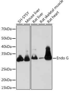 Endo G Rabbit Monoclonal Antibody