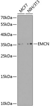 Endomucin Rabbit Polyclonal Antibody