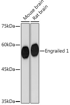 Engrailed 1 Rabbit Monoclonal Antibody