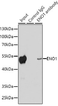 ENO1 Rabbit Polyclonal Antibody - Image 6