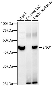ENO1 Rabbit Polyclonal Antibody - Image 5