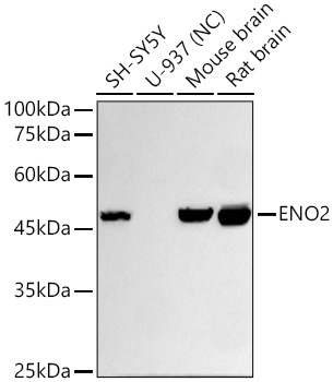 ENO2 Rabbit Monoclonal Antibody