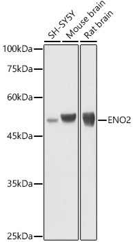 ENO2 Rabbit Polyclonal Antibody