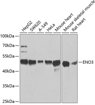 ENO3 Rabbit Polyclonal Antibody