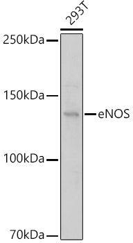 eNOS Rabbit Polyclonal Antibody