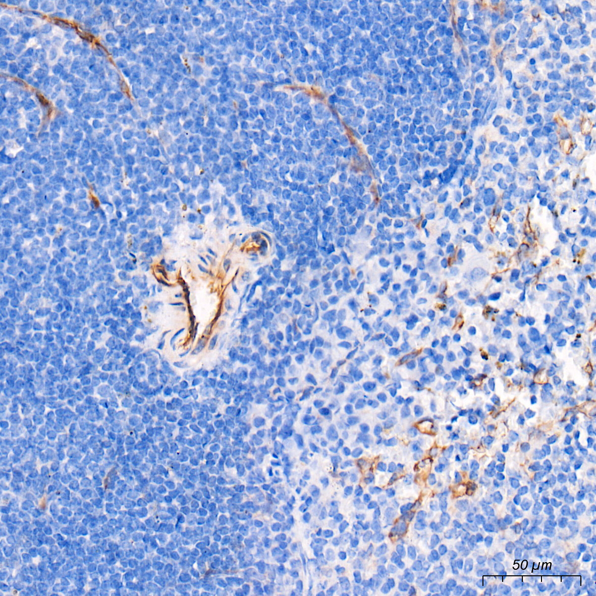 eNOS Rabbit Polyclonal Antibody - Image 2