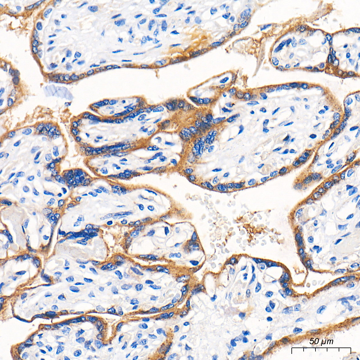 eNOS Rabbit Polyclonal Antibody - Image 3