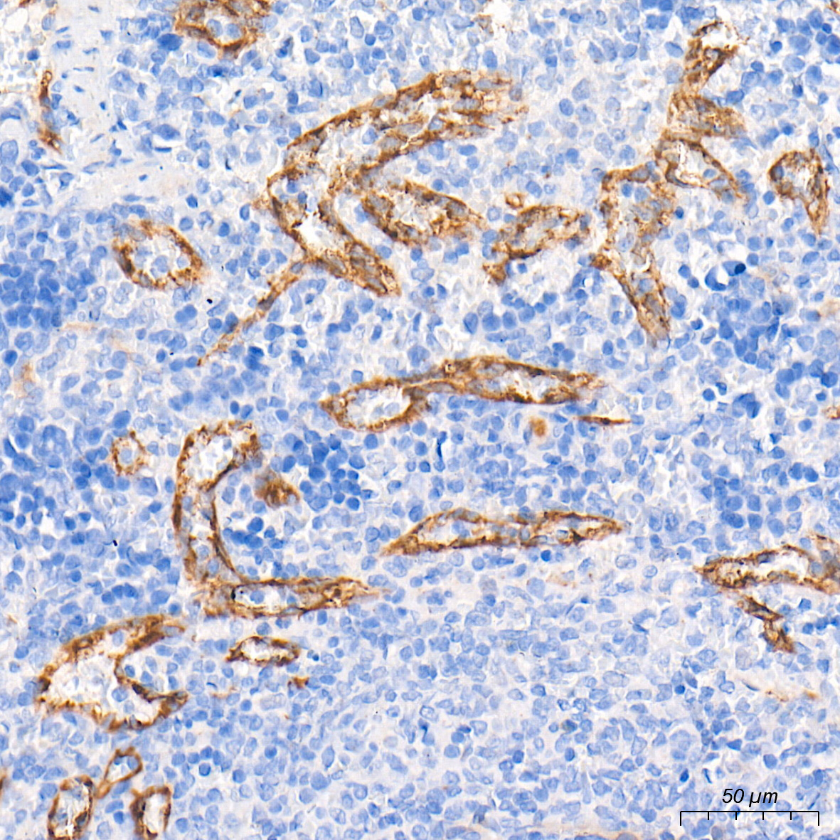eNOS Rabbit Polyclonal Antibody - Image 4