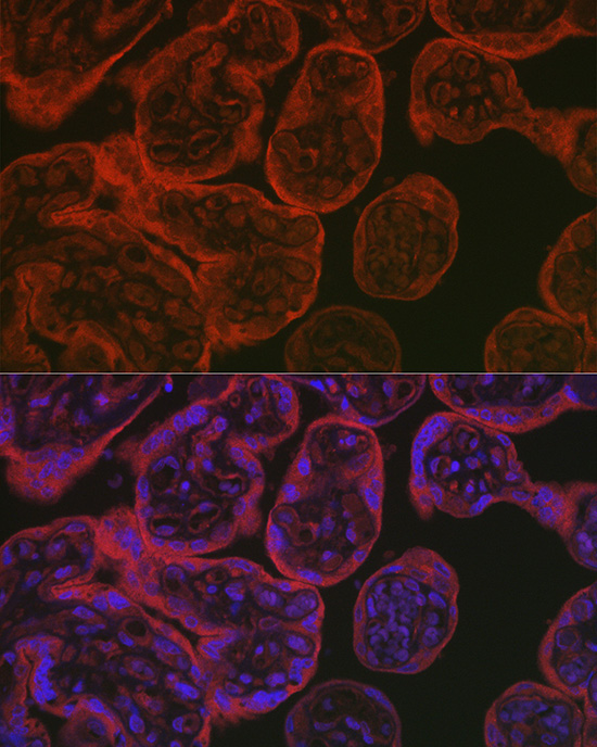 eNOS Rabbit Polyclonal Antibody - Image 5