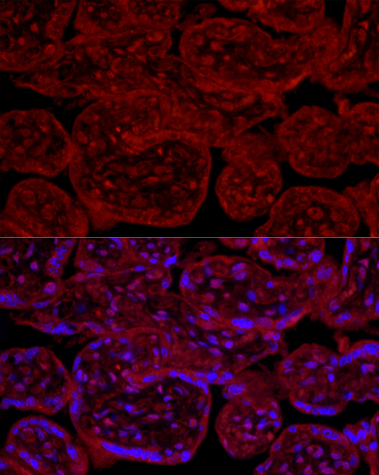 eNOS Rabbit Polyclonal Antibody
