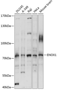 ENOX1 Rabbit Polyclonal Antibody