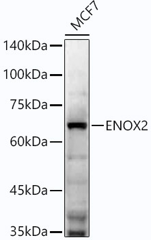 ENOX2 Rabbit Monoclonal Antibody