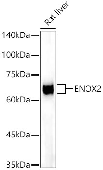 ENOX2 Rabbit Monoclonal Antibody