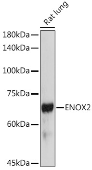 ENOX2 Rabbit Polyclonal Antibody - Image 2
