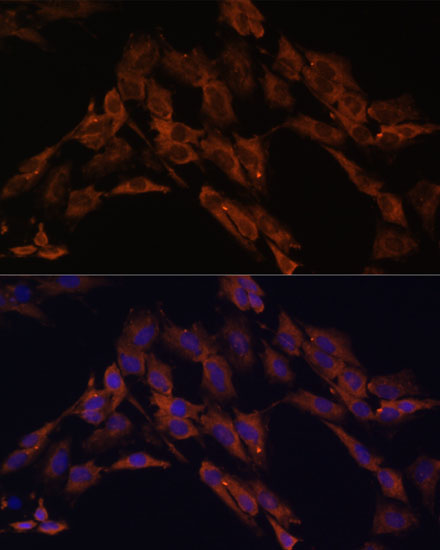ENOX2 Rabbit Polyclonal Antibody - Image 3