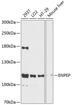 ENPEP Rabbit Polyclonal Antibody