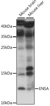 ENSA Rabbit Polyclonal Antibody
