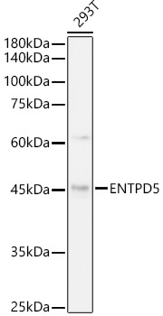 ENTPD5 Rabbit Monoclonal Antibody - Image 2