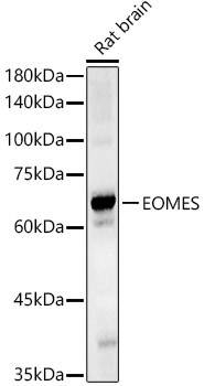 EOMES Rabbit Polyclonal Antibody