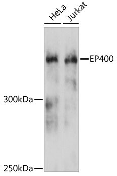 EP400 Rabbit Polyclonal Antibody