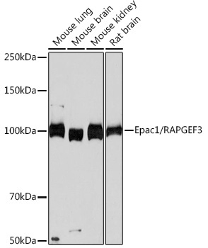Epac1/RAPGEF3 Rabbit Monoclonal Antibody
