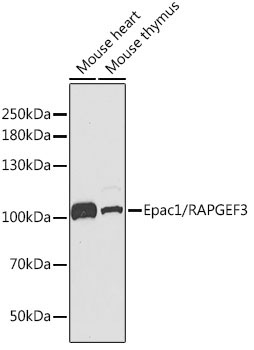 Epac1/RAPGEF3 Rabbit Polyclonal Antibody