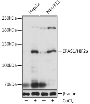 EPAS1/HIF2Alpha Rabbit Polyclonal Antibody