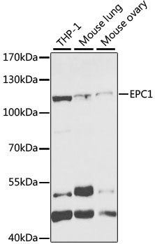 EPC1 Rabbit Polyclonal Antibody