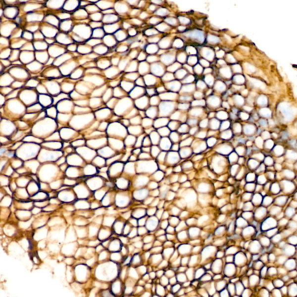 EpCAM Rabbit Monoclonal Antibody - Image 2