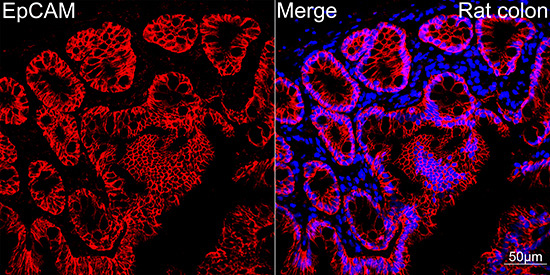 EpCAM Rabbit Monoclonal Antibody - Image 3