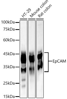 EpCAM Rabbit Polyclonal Antibody