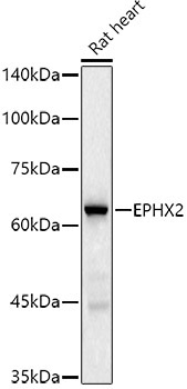 EPHX2 Rabbit Monoclonal Antibody - Image 2