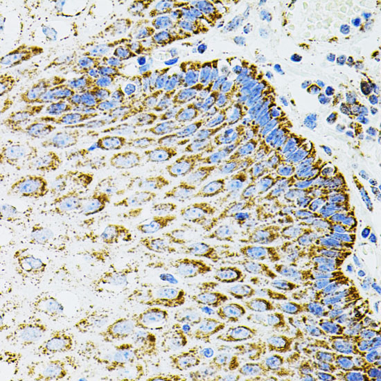 EPO Rabbit Polyclonal Antibody - Image 2